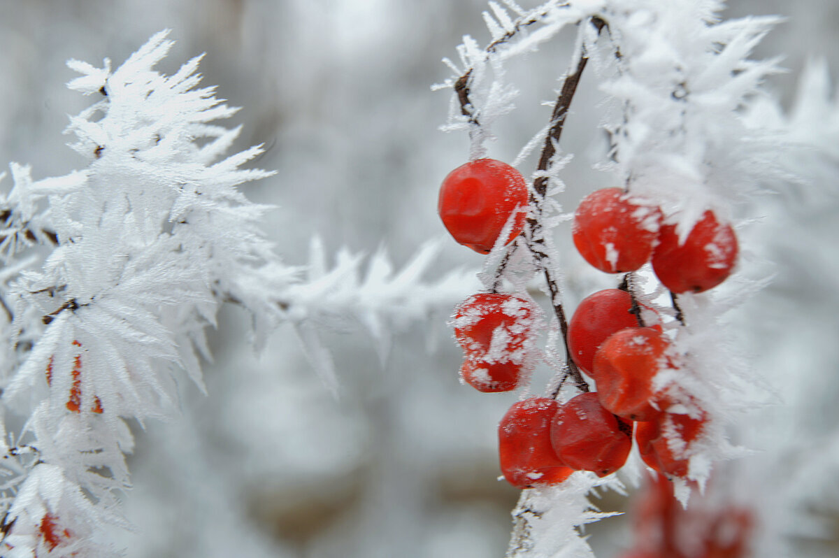 Зимний этюд - Надежда Куркина 