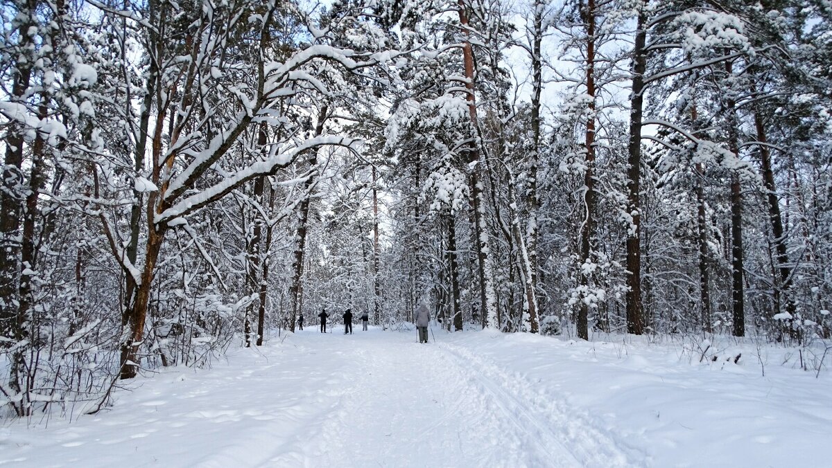 Какая зима без лыжного спорта! - Милешкин Владимир Алексеевич 