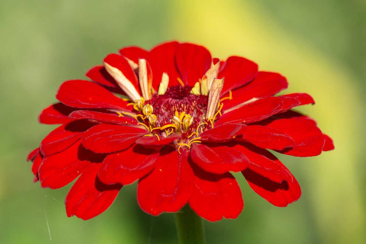 *** - Виктор Иванович Чернюк