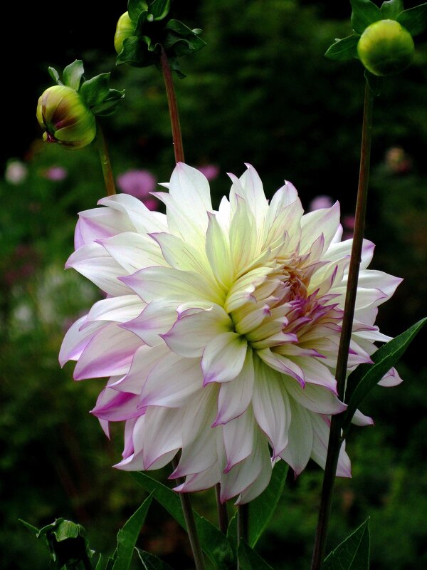 Георгина - Сергей Карачин Георгина - Сергей Карачин