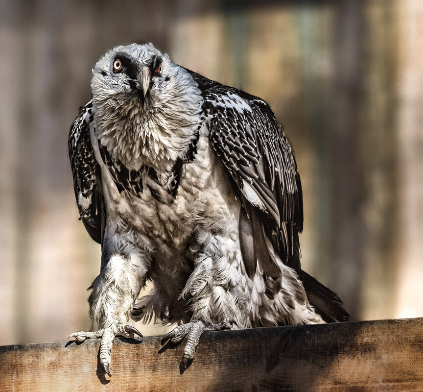 Бородач - SanSan 