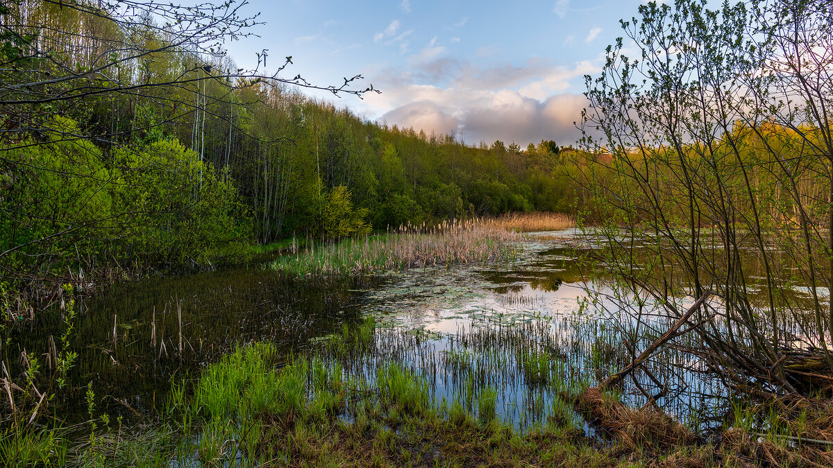Тверские болота - Владимир Лазарев Тверские болота - Владимир Лазарев