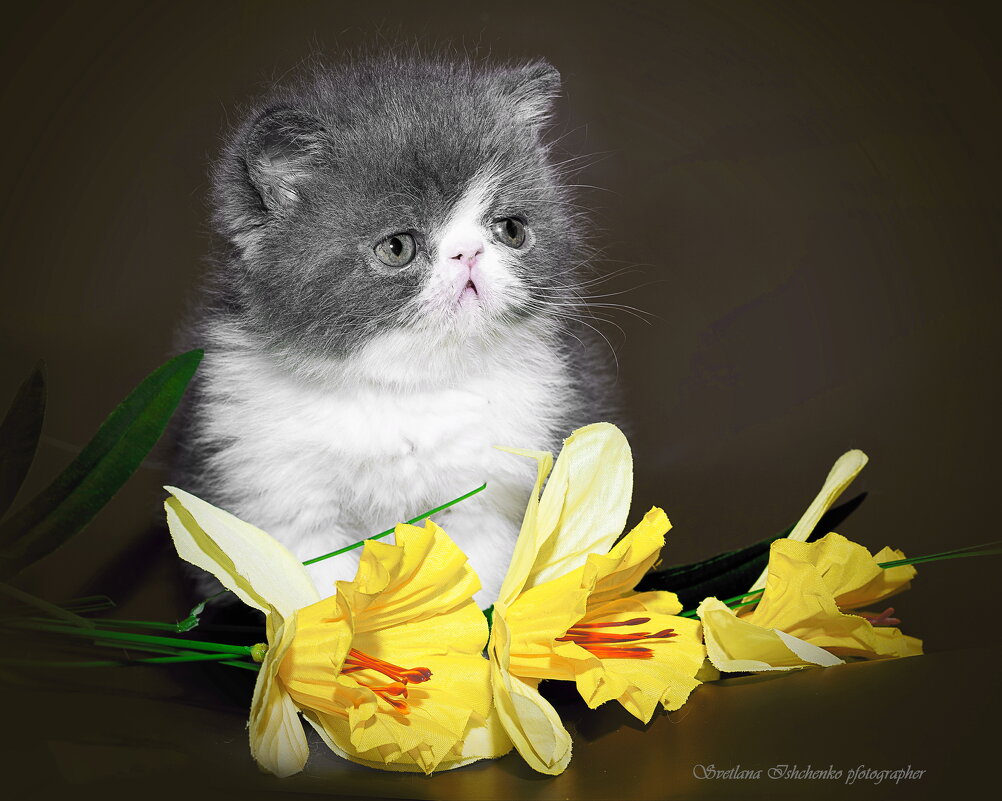 Зевс - Светлана Ищенко