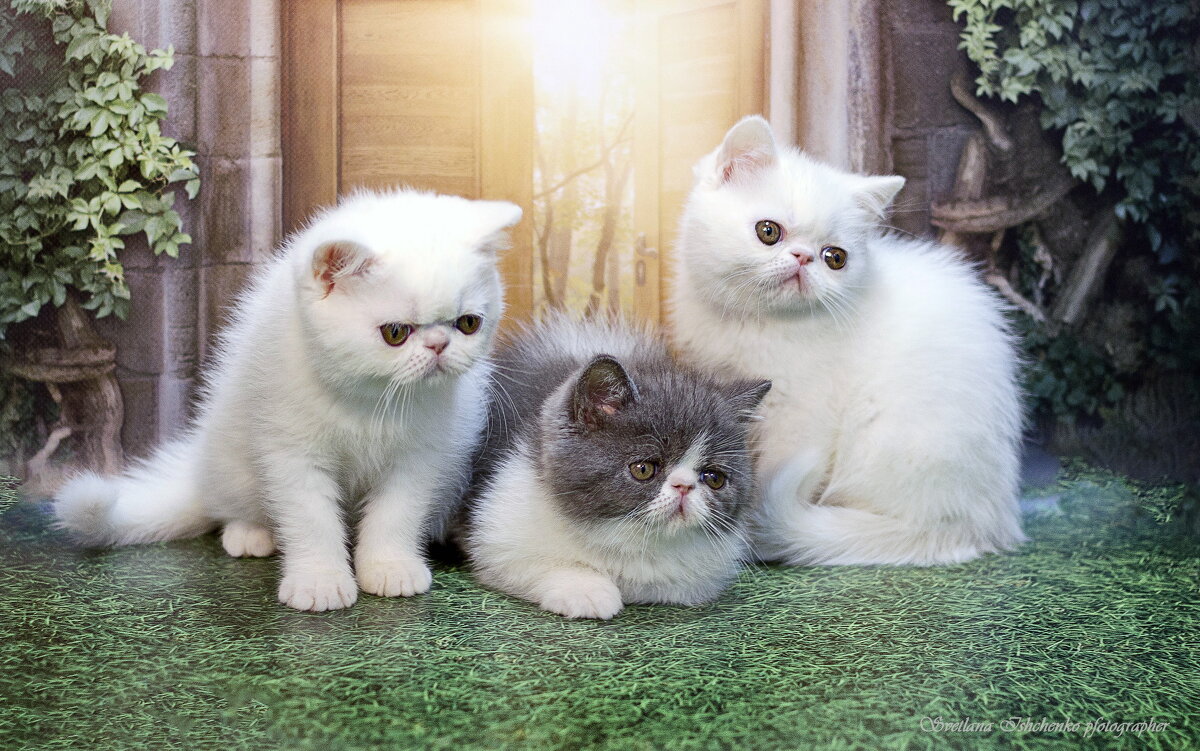 Зося, Зевс и Зита - Светлана Ищенко Зося, Зевс и Зита - Светлана Ищенко