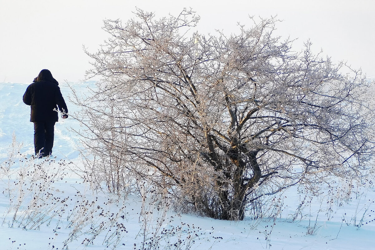 Морозное дерево! - Владимир Кириченко