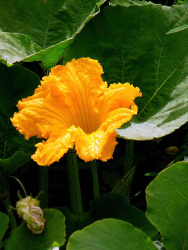 Тыковка цветёт. - nadyasilyuk Вознюк