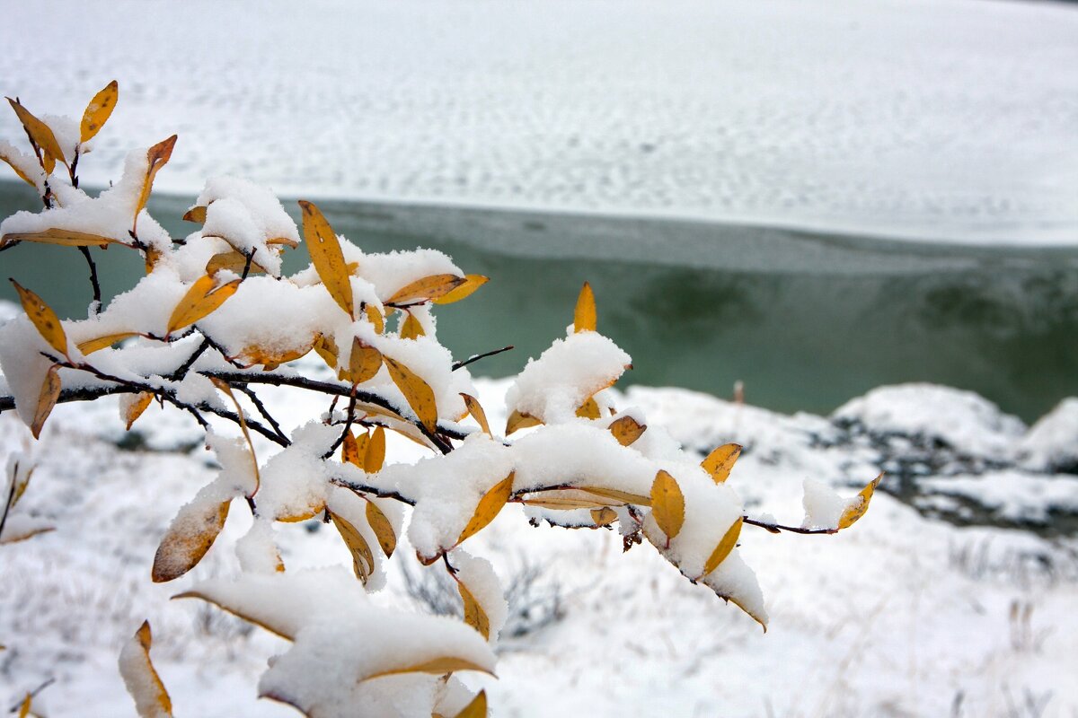 Листья - Виктор Фоменко