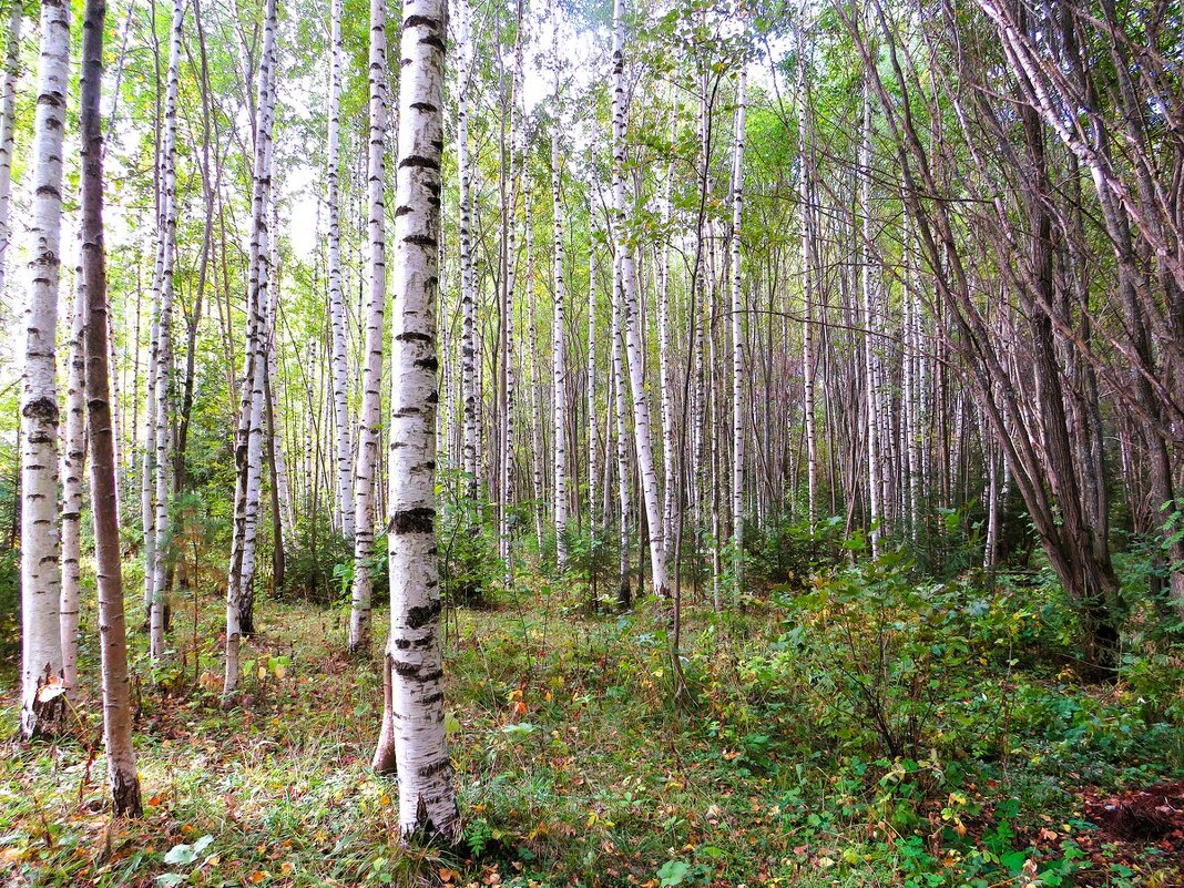 В роще - Лариса С.