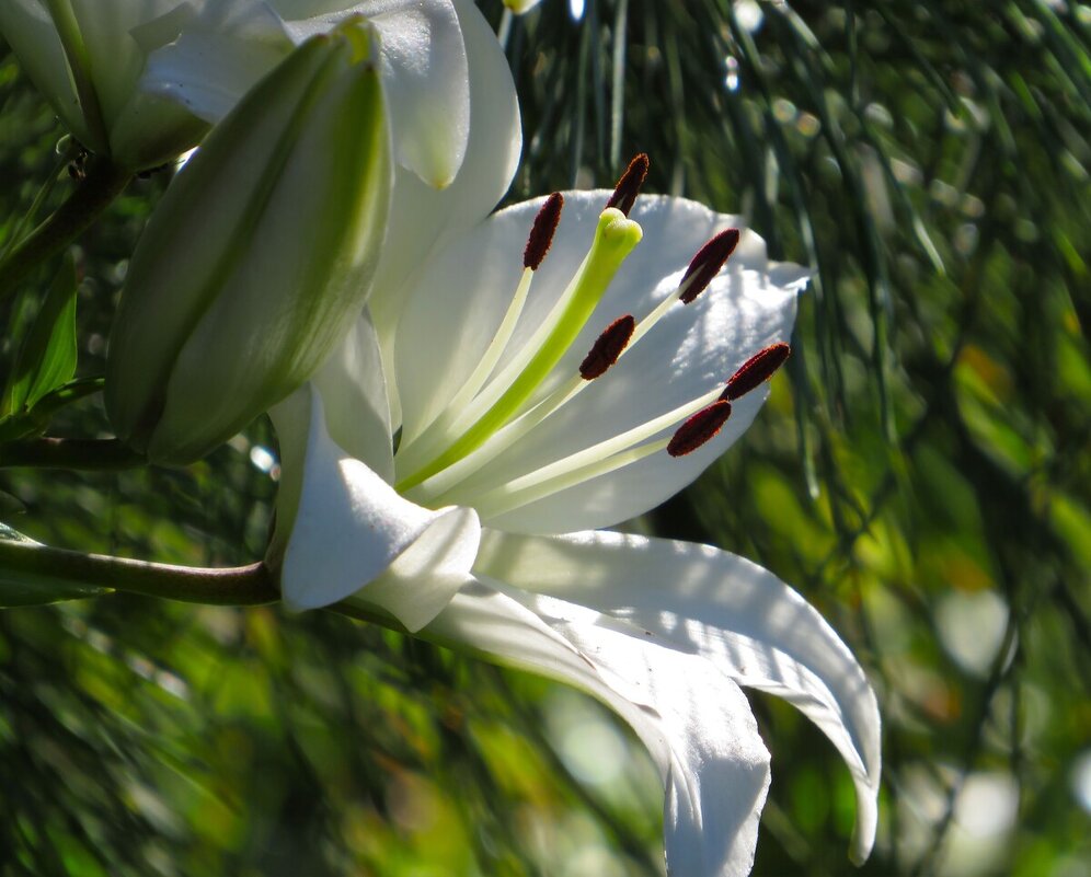 Лилия - Лариса С.