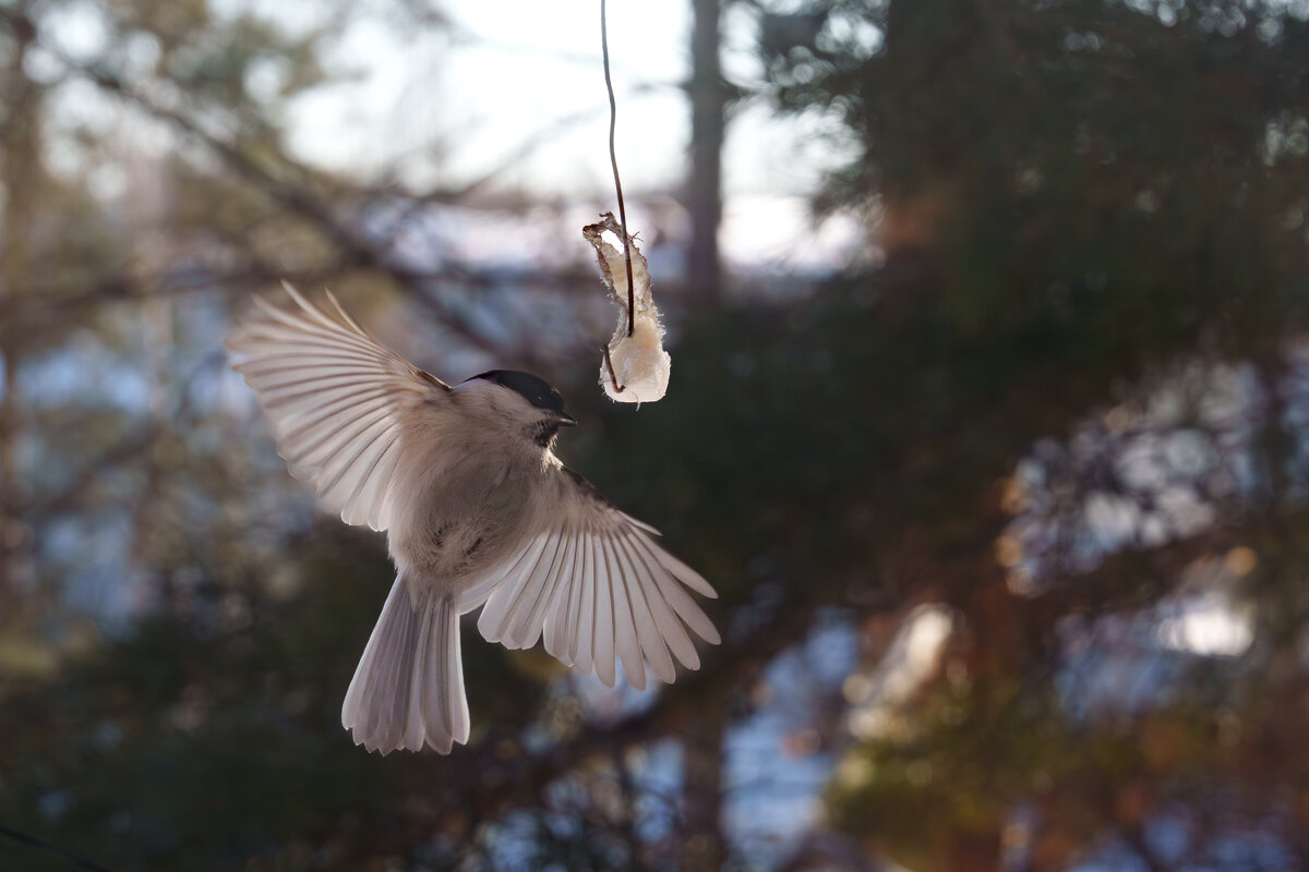 *** - Виктор Фельдшеров