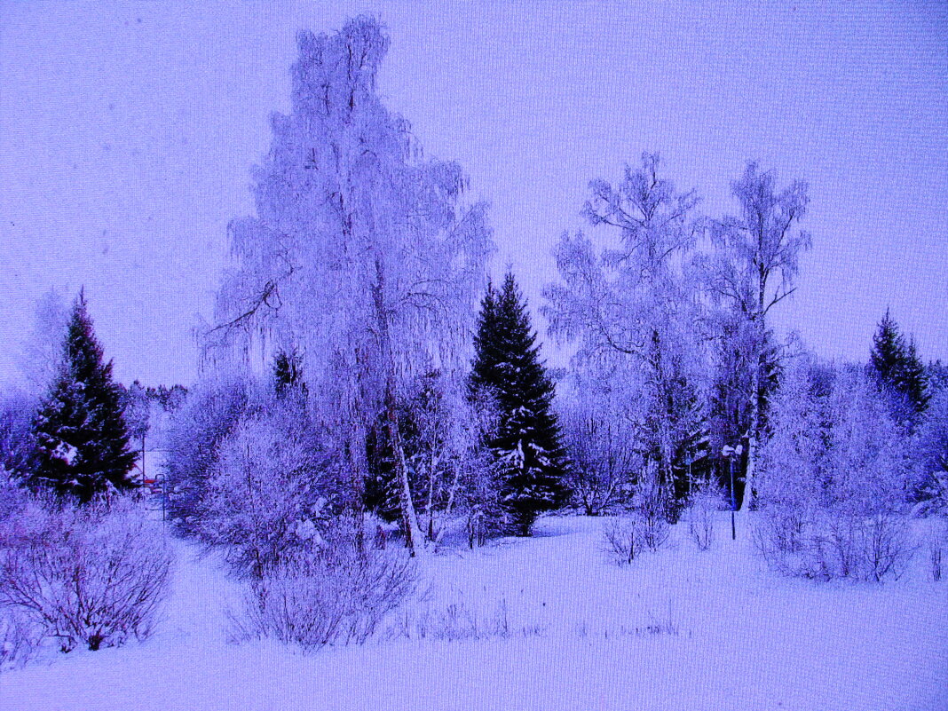 Зимняя красота - Людмила Смородинская Зимняя красота - Людмила Смородинская