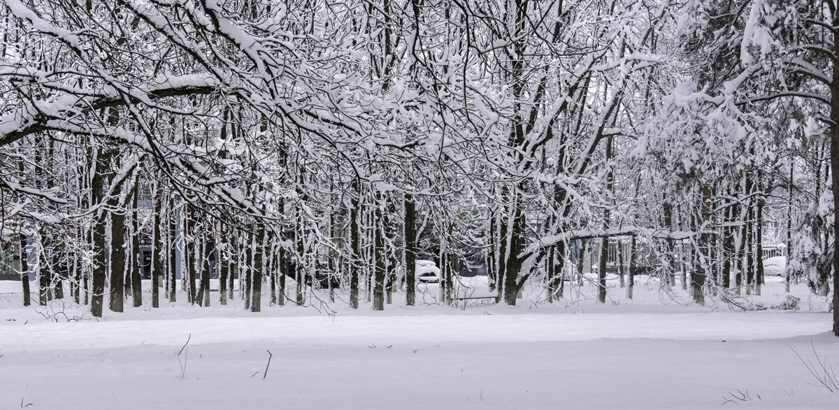 Зимний парк - Игорь Сикорский