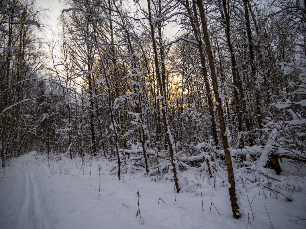 Про лес и лыжню - Сергей Цветков