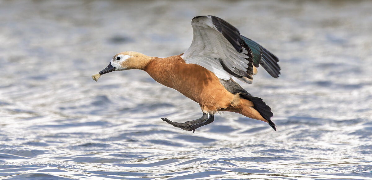 огарь в полете. - юрий макаров