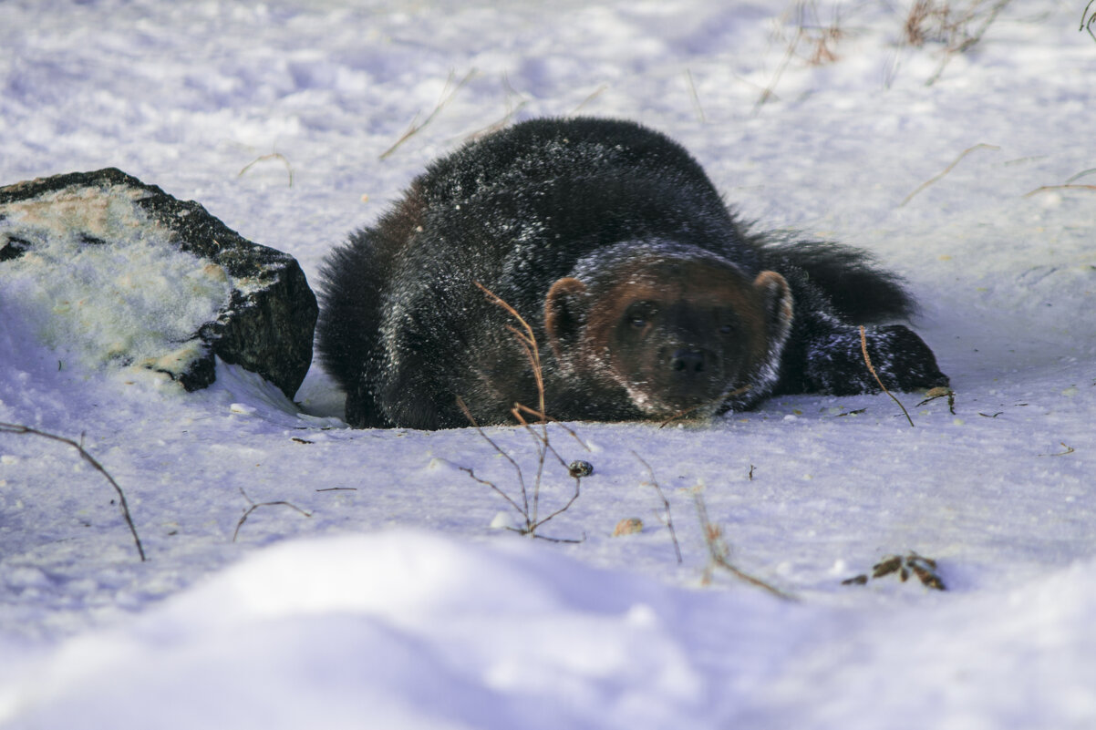 ЗИМА - РОСОМАХА - Владимир Максимов