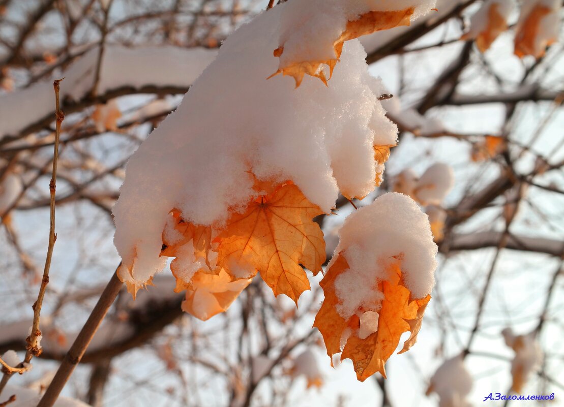 Краски зимы... - Андрей Заломленков Краски зимы... - Андрей Заломленков