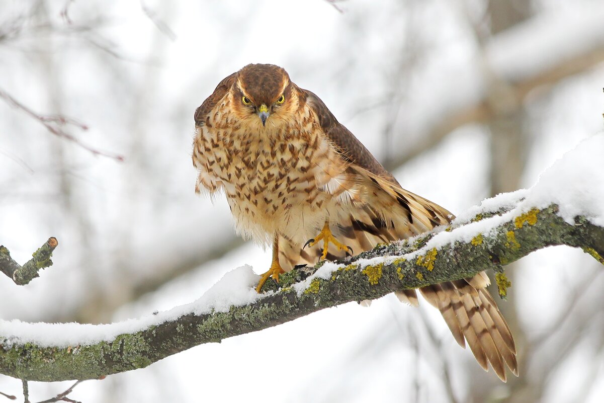 На зарядку становись. - Татьяна Бравая