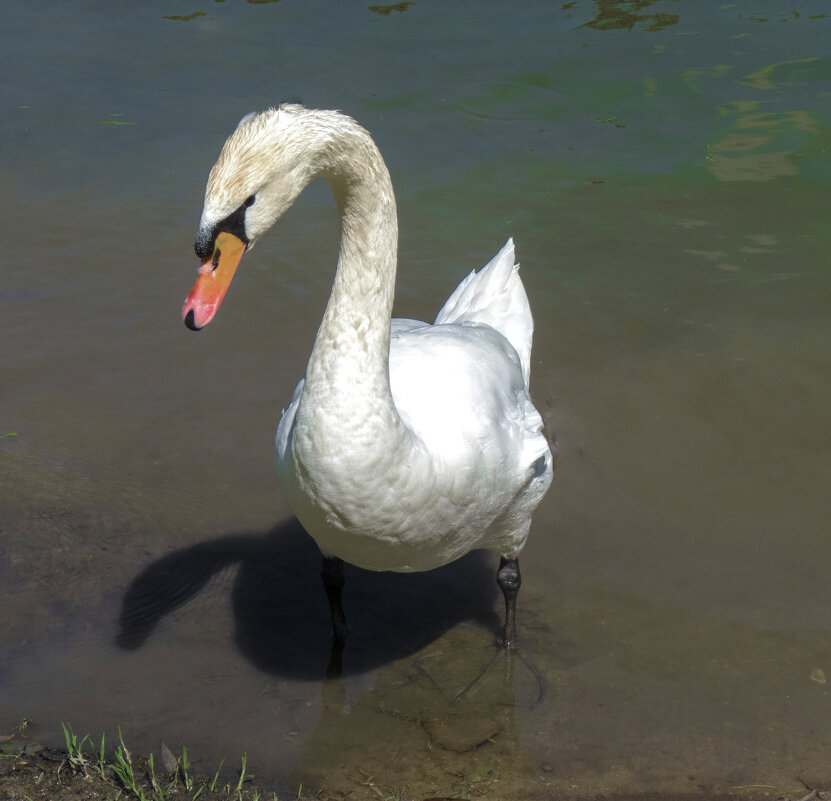 Лебеди Гагаринского  парка - Валентин Семчишин