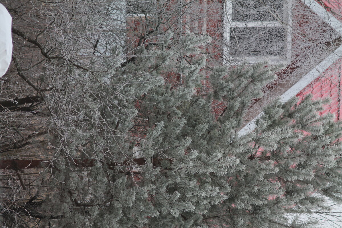 Сосна в инее - Вячеслав Крысанов