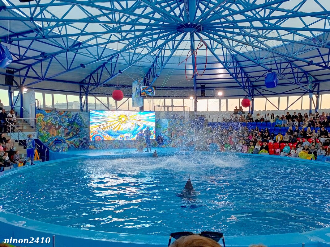 Адлер. Сочи Парк... шоу дельфинов - Нина Бутко
