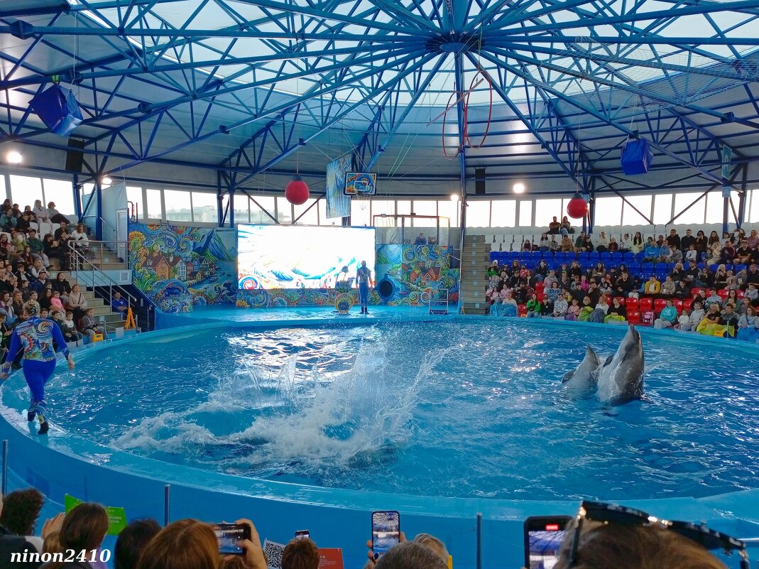 Адлер. Сочи Парк... шоу дельфинов - Нина Бутко