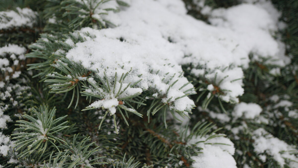 Зима ! - Вен Гъновски