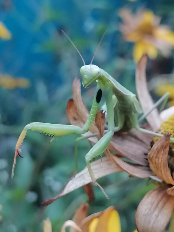 ** - Зоя Мишина