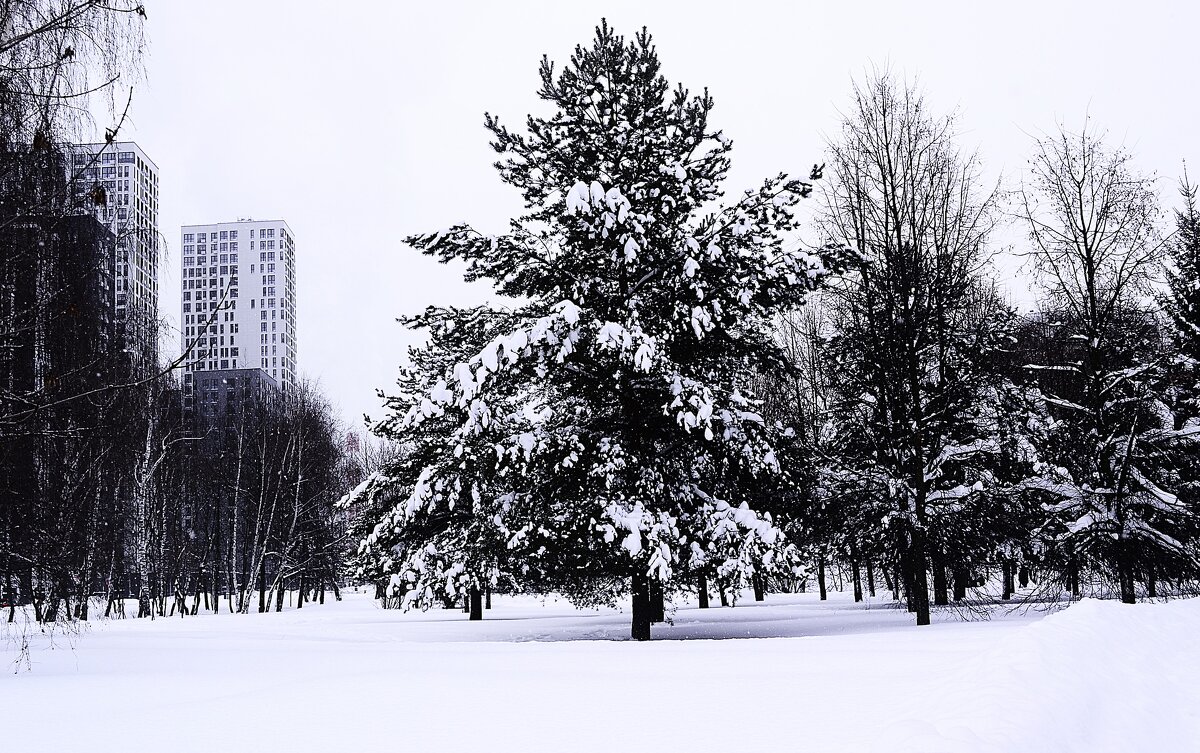 На городской аллее. - Василий Палий На городской аллее. - Василий Палий