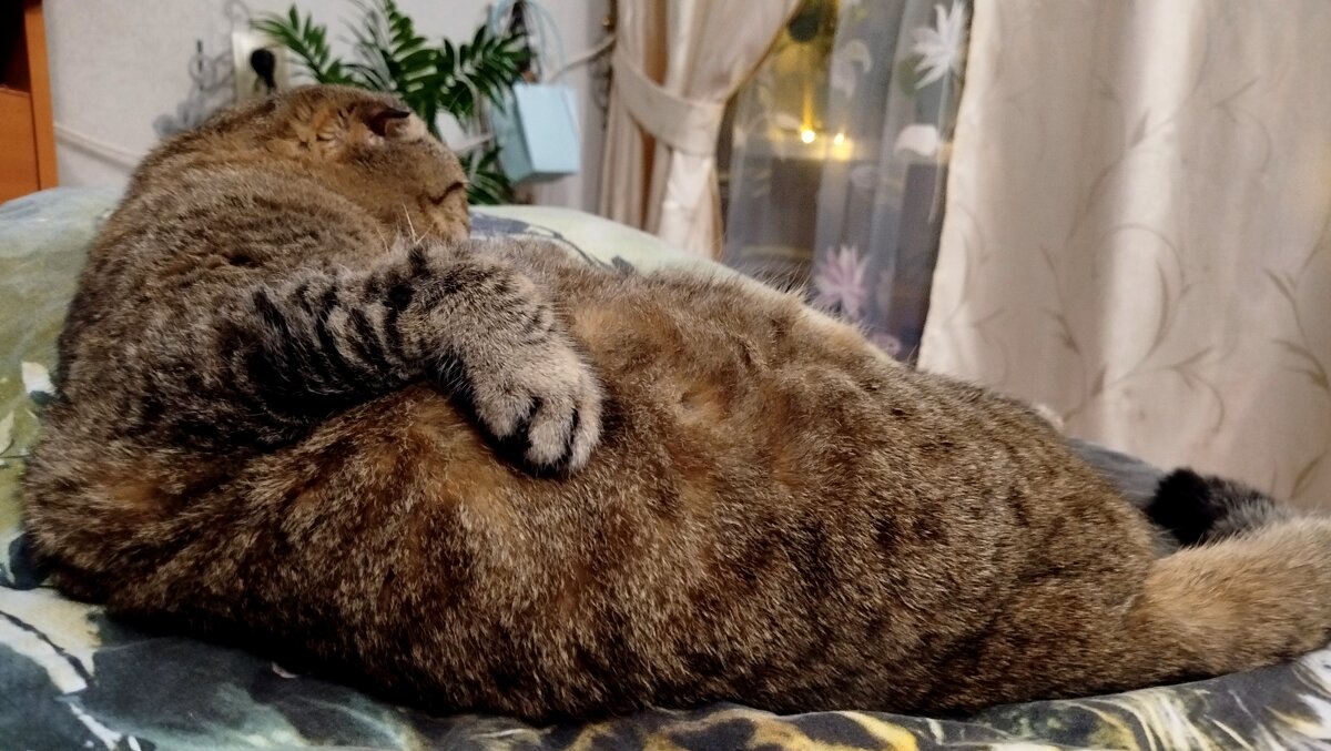 Тюлень на чиле - светлана льдокова