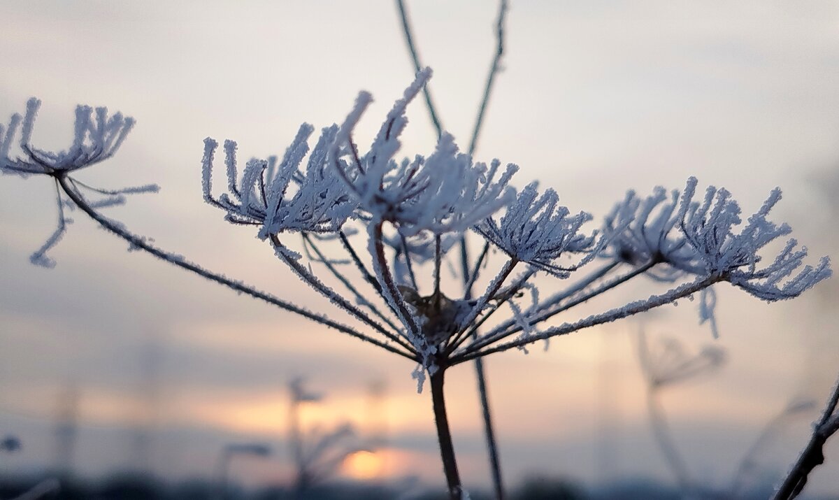 Великолепие - светлана льдокова