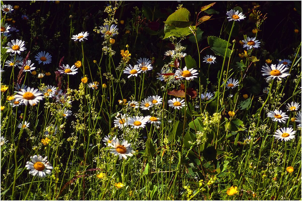 На лесной полянке - Валентин Котляров