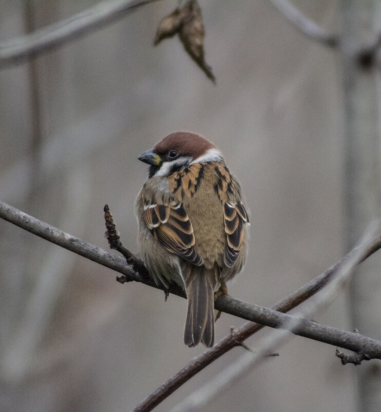 *** - Александр. AVG100 ---