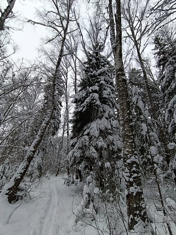 Зима. Лесные тропы - Сергей Дабаев