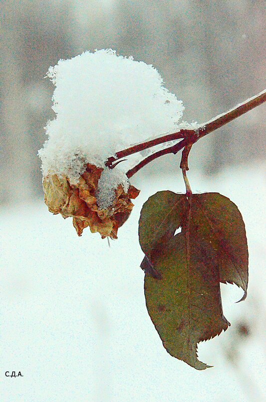 Не сломленные... (роза) - Дмитрий 