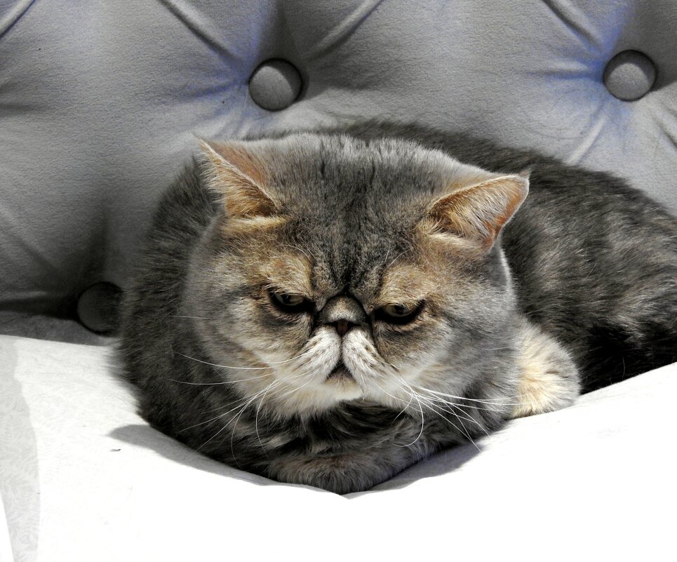 *** - Евгений Васильев