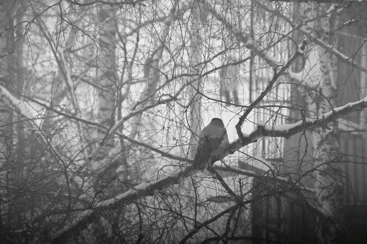 Наблюдая - Сергей Сергеев