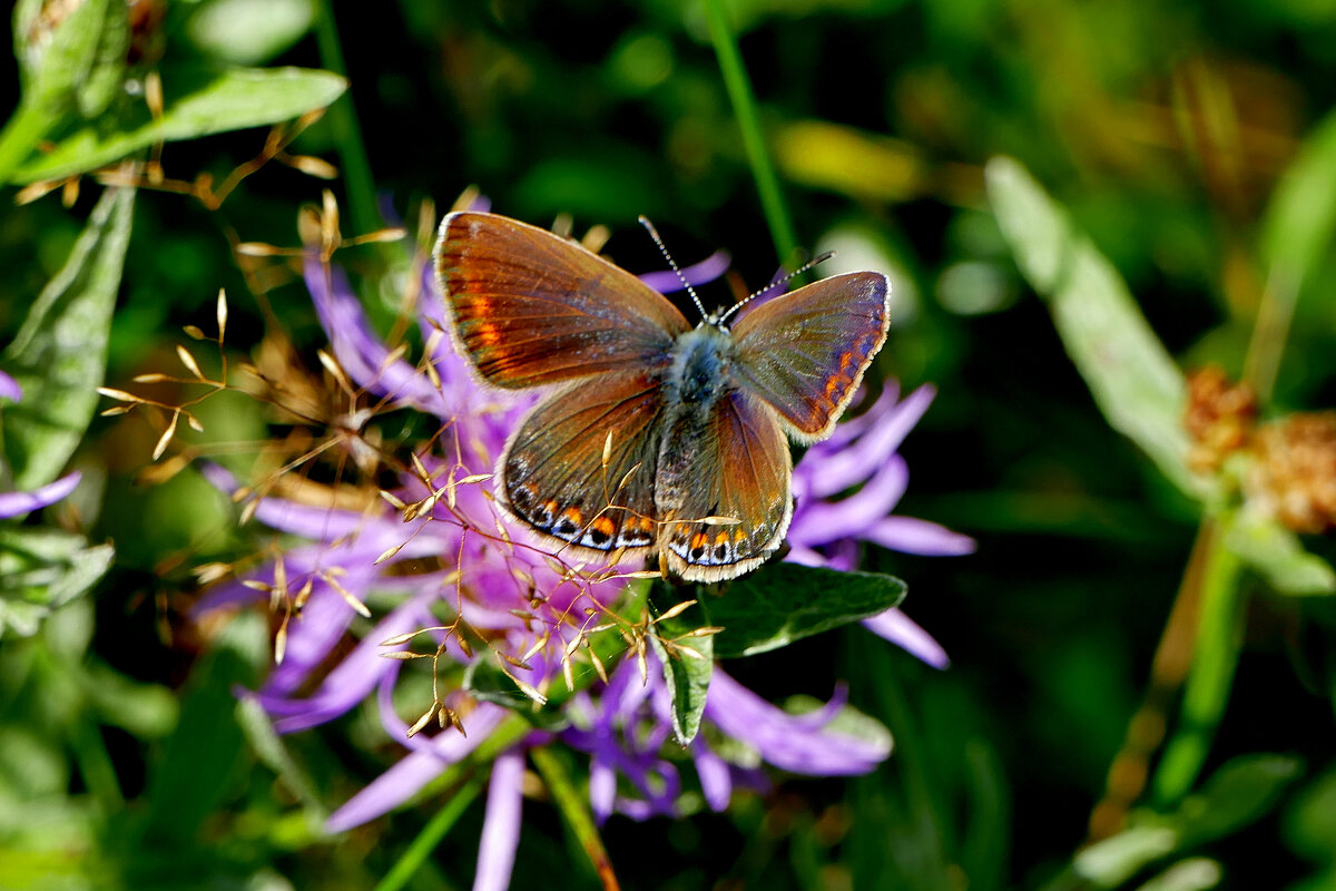 опять про бабочек...303 - Александр Прокудин