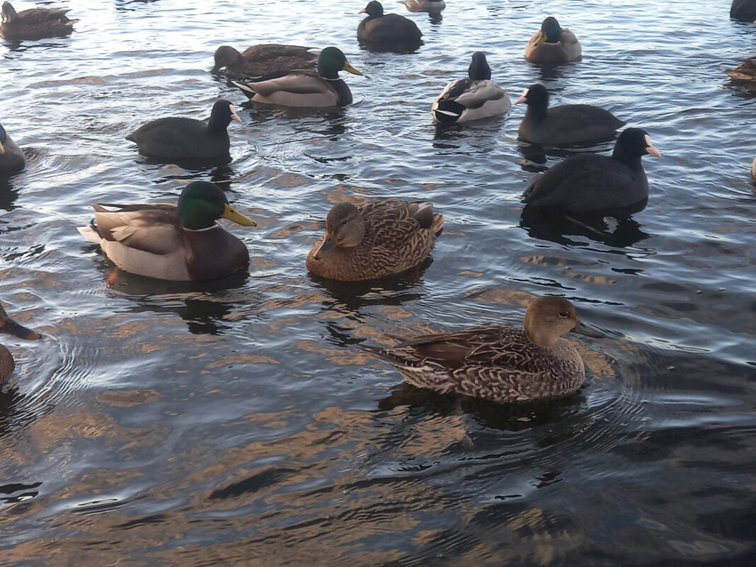 Утки - Сапсан 