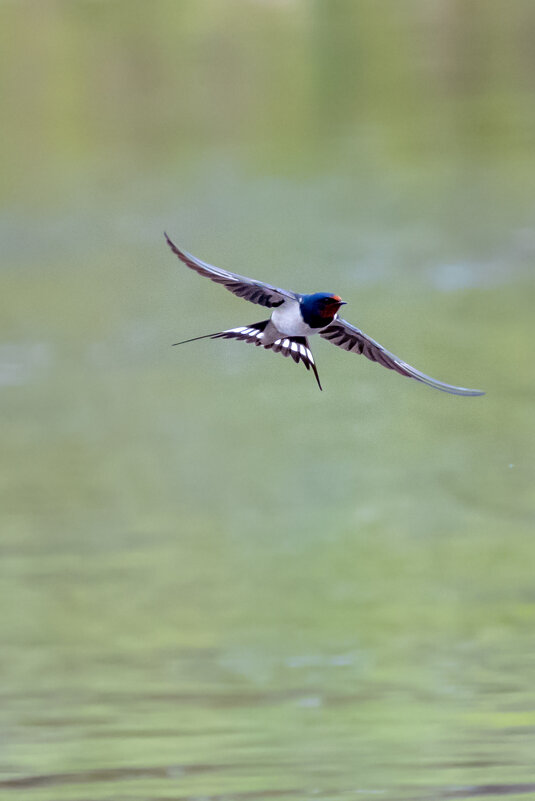 Ласточка-косатка - Владимир Лазарев Ласточка-косатка - Владимир Лазарев