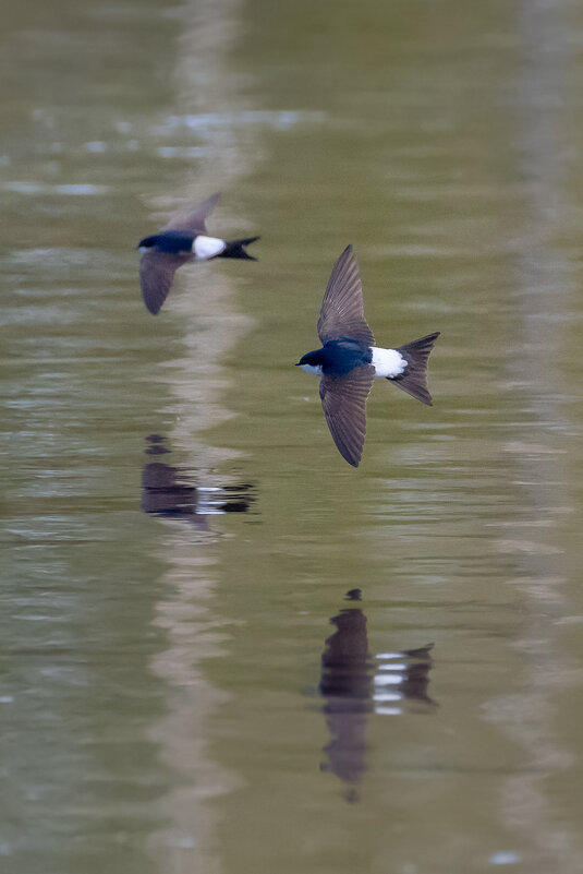 Ласточка - воронок - Владимир Лазарев
