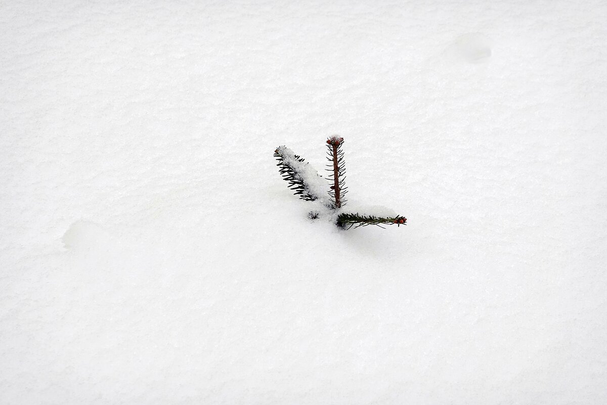 Ёлочке тепло под снегом - Валерий Иванович Ёлочке тепло под снегом - Валерий Иванович