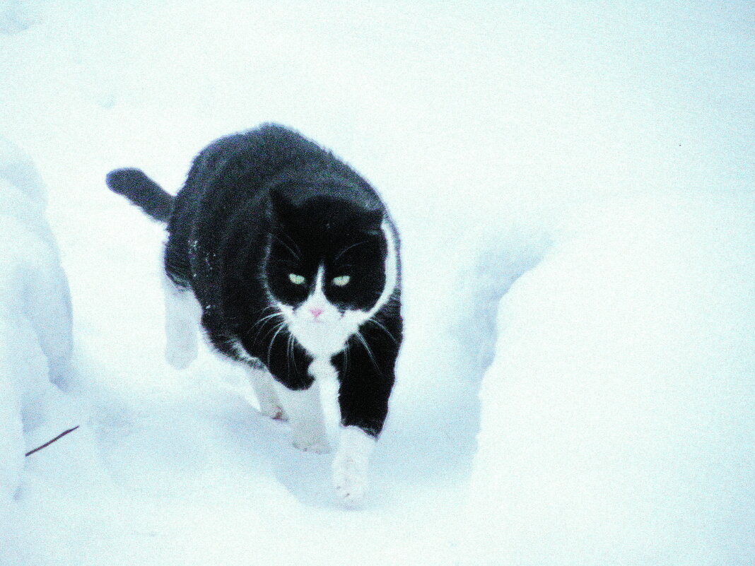 Утонул в снегу - Людмила Смородинская