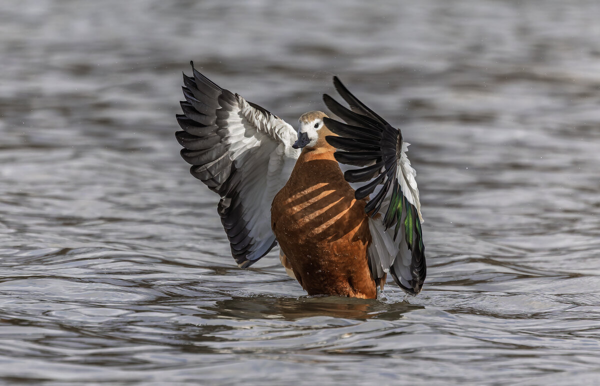 огарь в полете. - юрий макаров огарь в полете. - юрий макаров