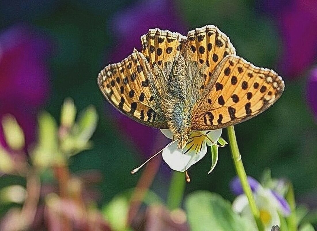 Воспоминание о лете - Галина Нестратова Воспоминание о лете - Галина Нестратова