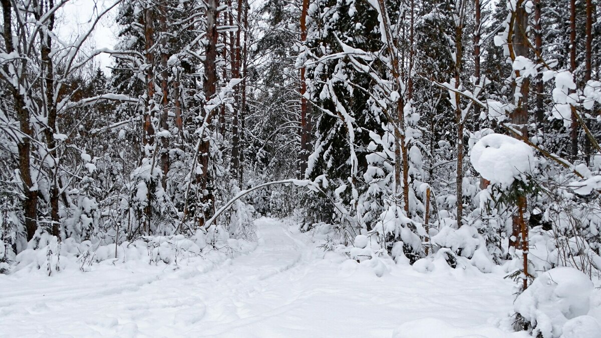 Про смоленскую зиму. - Милешкин Владимир Алексеевич 