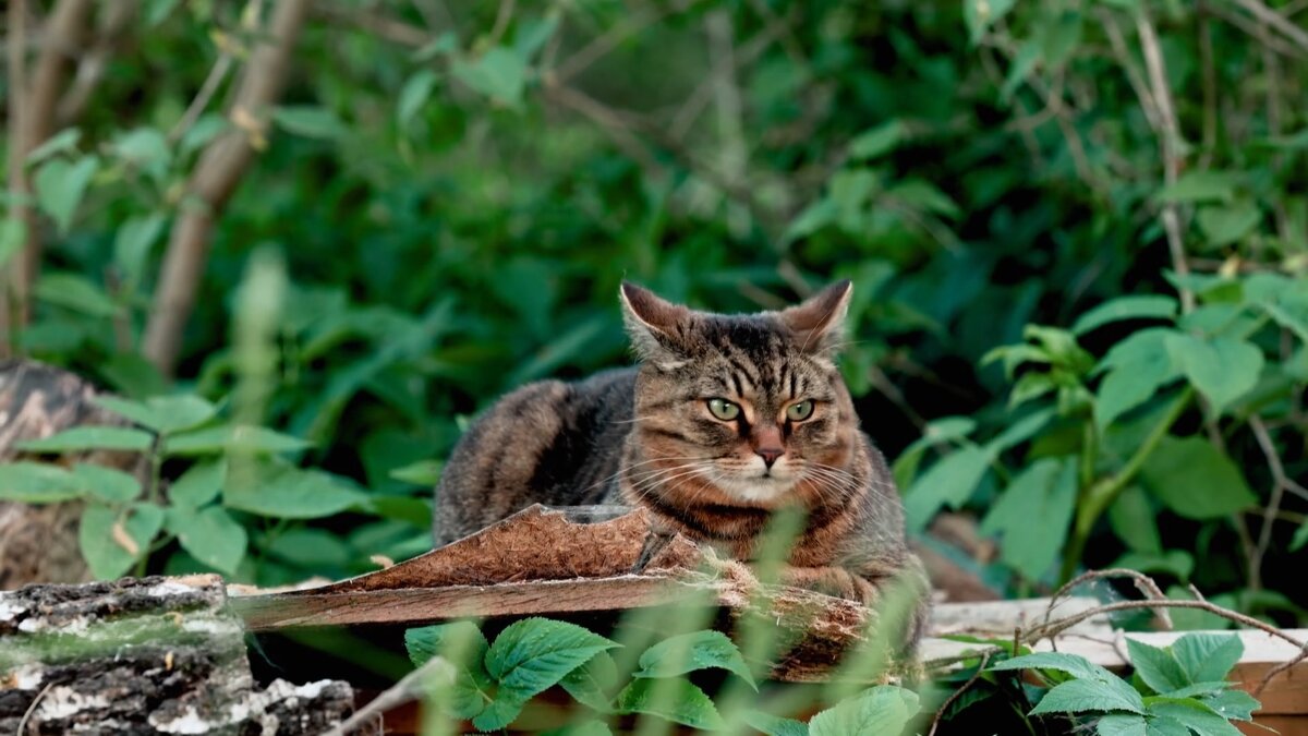 — Скучно так сидеть без дела, точить когти — надоело... - Михаил Андреев