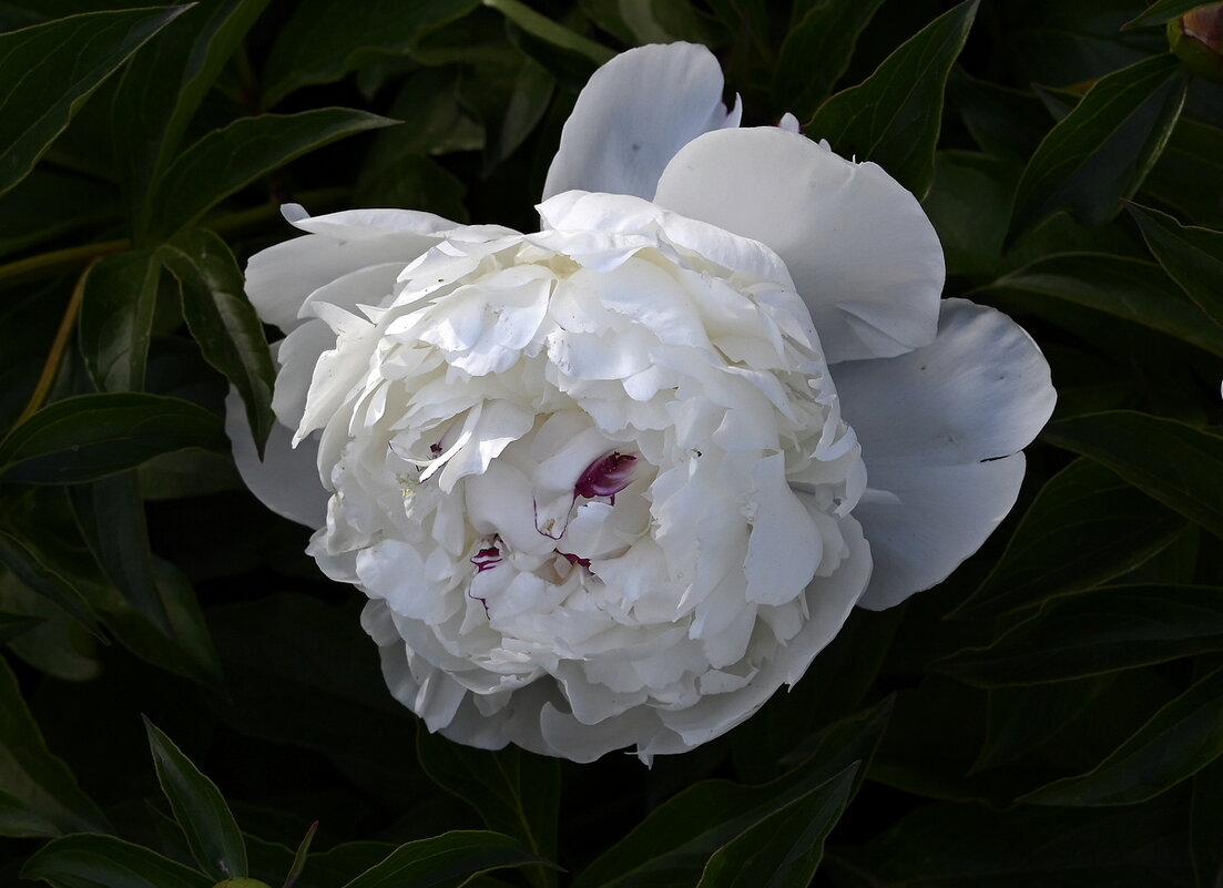 Есть глаза у цветов - Aleksandr 