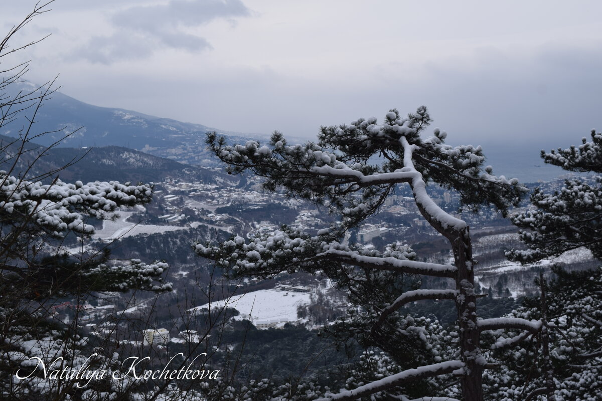 Природа Крыма - Amazing Cosmea