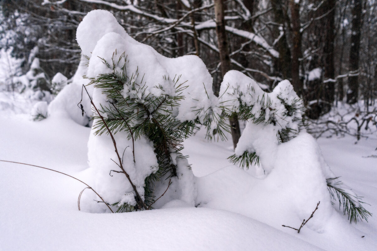 Укутались - sorovey Sol