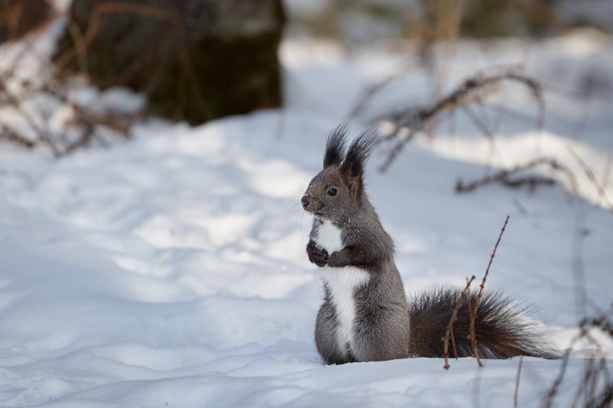 *** - Oleg4WD *** - Oleg4WD